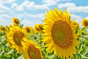 campo di girasoli con girasoli in primo piano e celo azzurro. Foto di Aleksandr Eremin su Unsplash