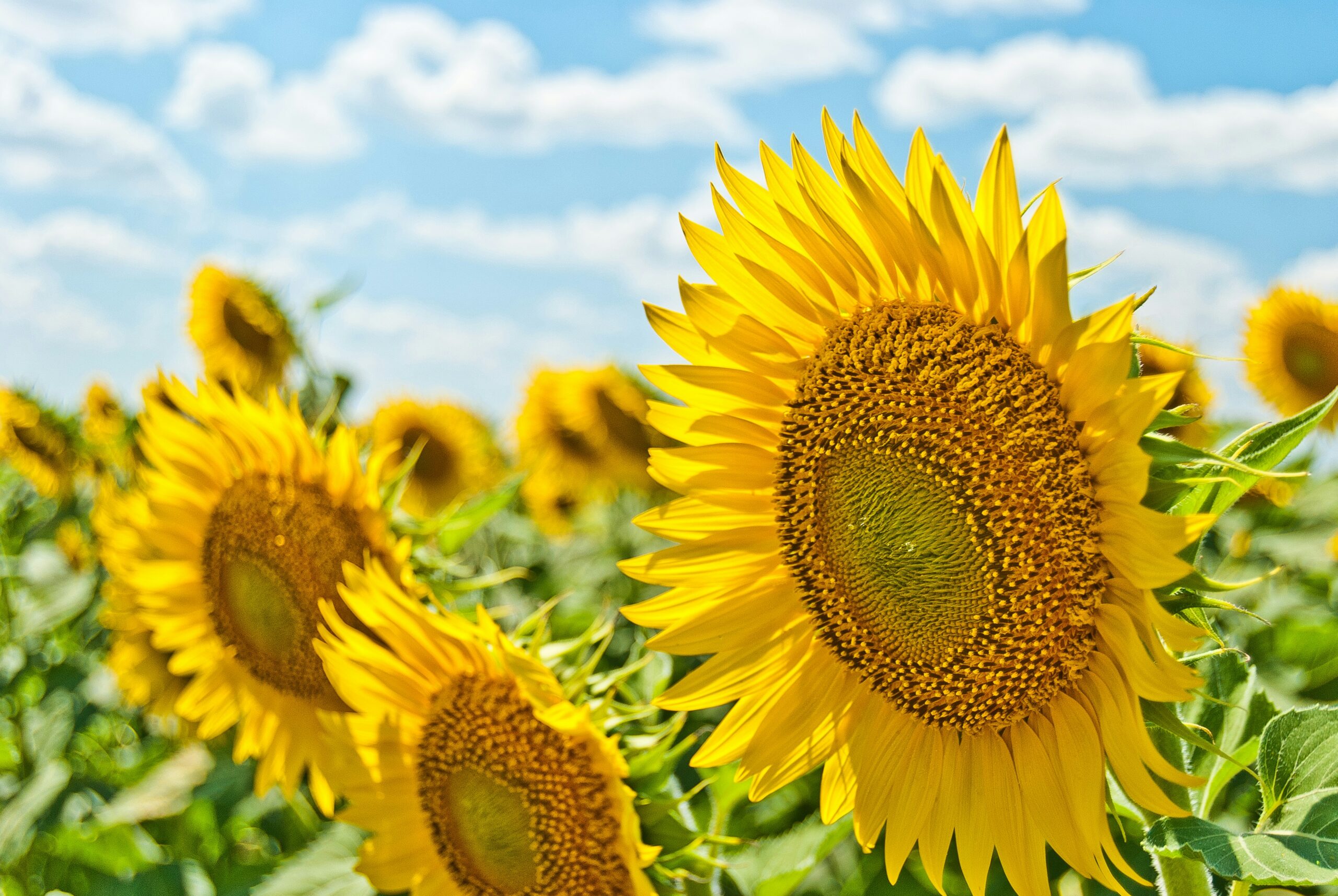 campo di girasoli con girasoli in primo piano e celo azzurro. Foto di Aleksandr Eremin su Unsplash