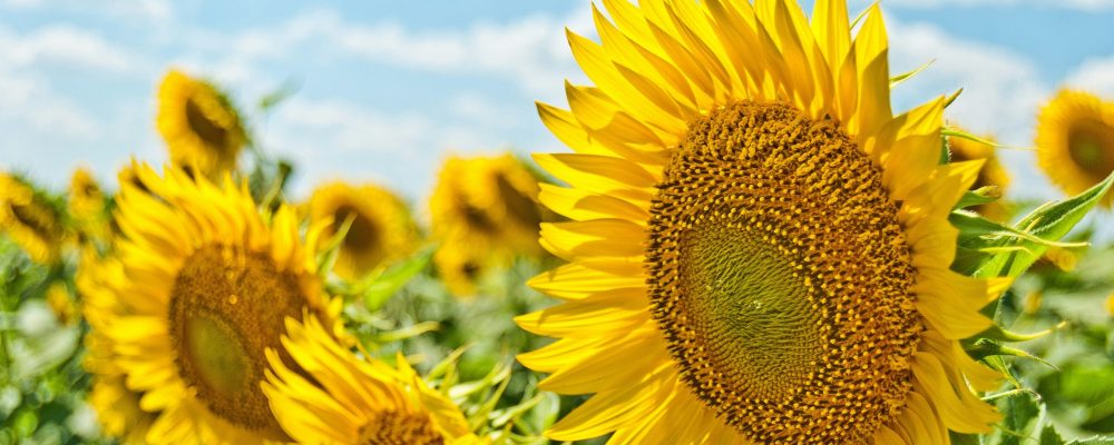 aleksandr-eremin-QfHmrIUN9G0-unsplash campo di girasoli con girasoli in primo piano e celo azzurro. Foto di Aleksandr Eremin su Unsplash
